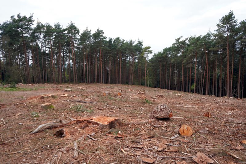 Tree Stumps and Large Branches