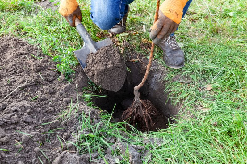 Orchard Planting in Ventura County, CA